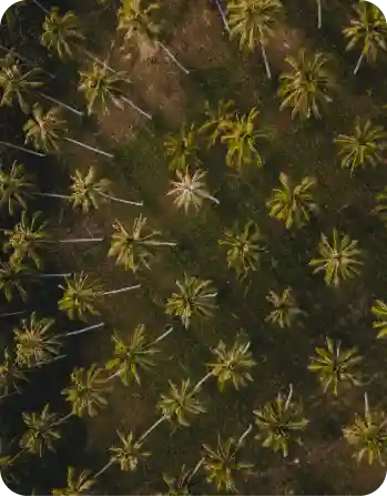 Coconut farms in Coimbatore